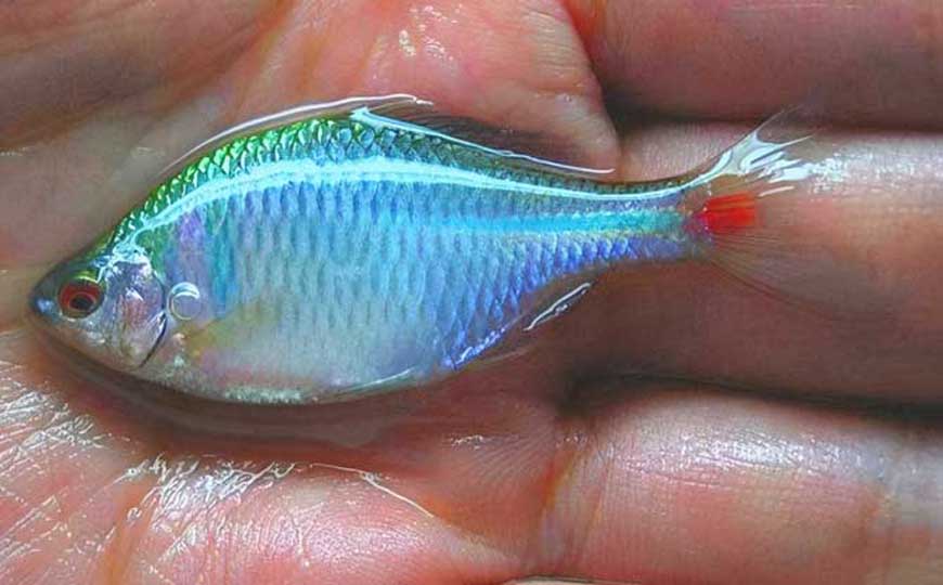 鳑鲏