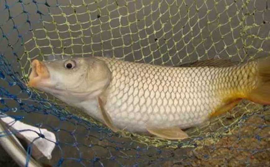 鲤鱼