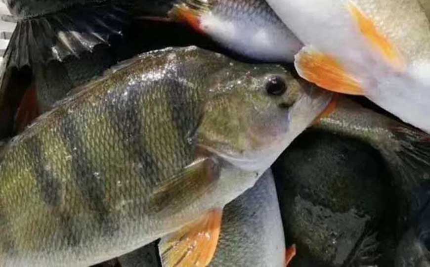 河鲈
