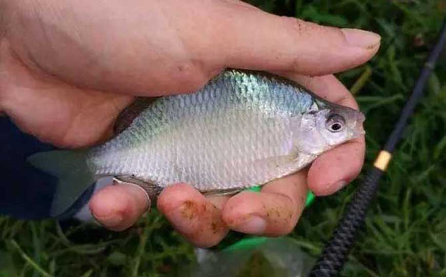 鳑鲏