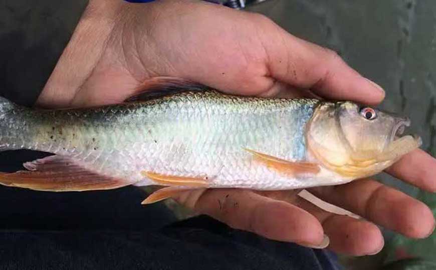 马口鱼