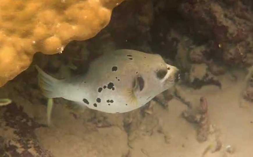 河豚