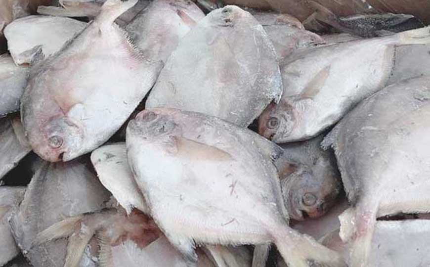 银鲳