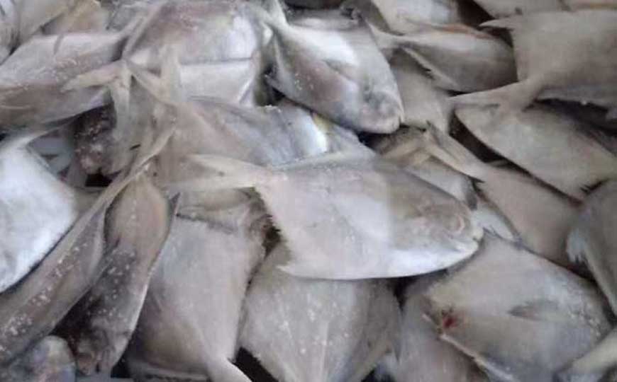 银鲳