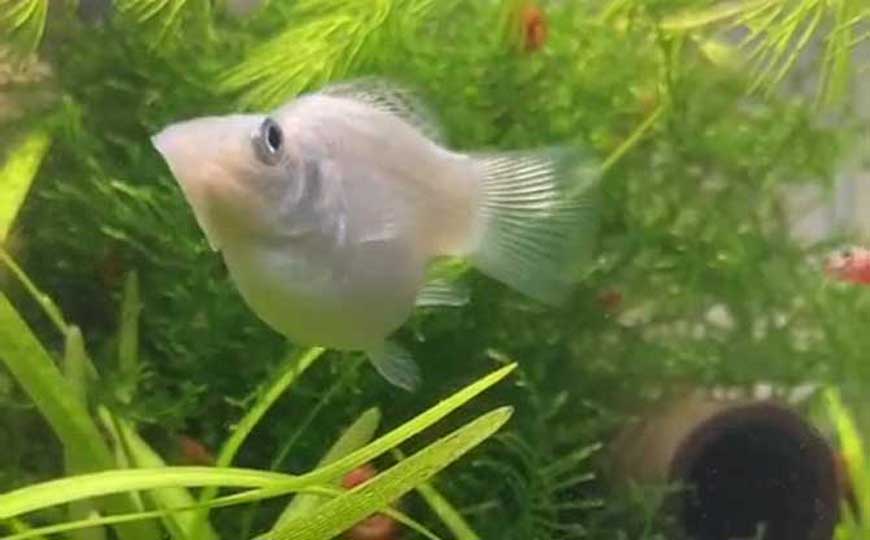 玛丽鱼