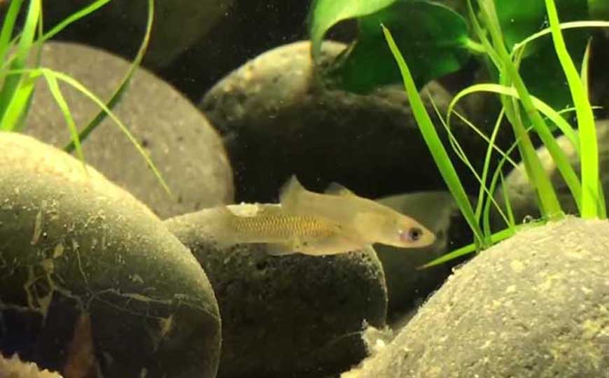 食蚊鱼