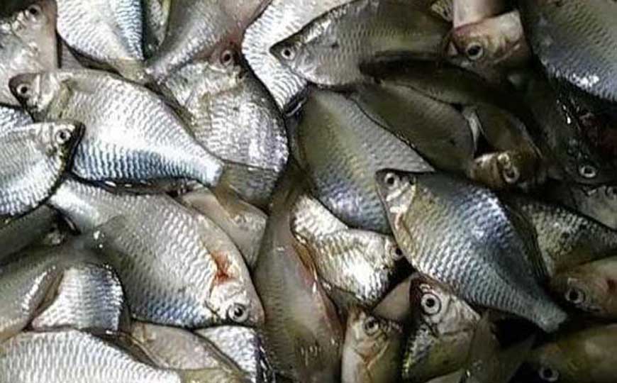 饲料鱼