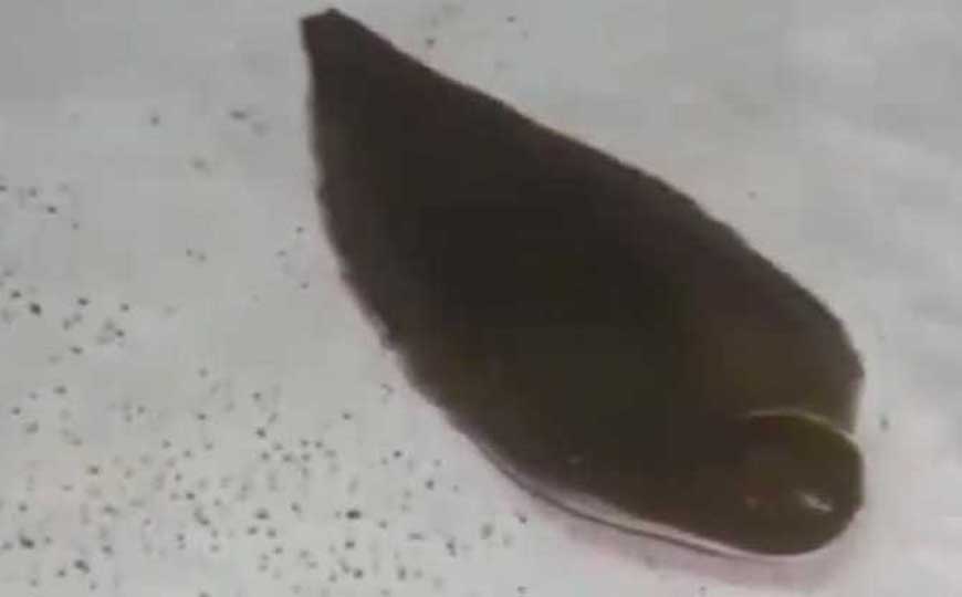 舌鳎