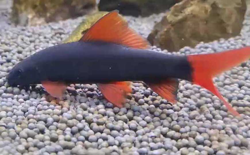 彩虹鲨