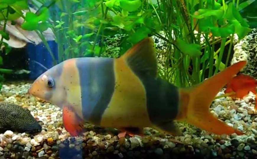 三间鼠