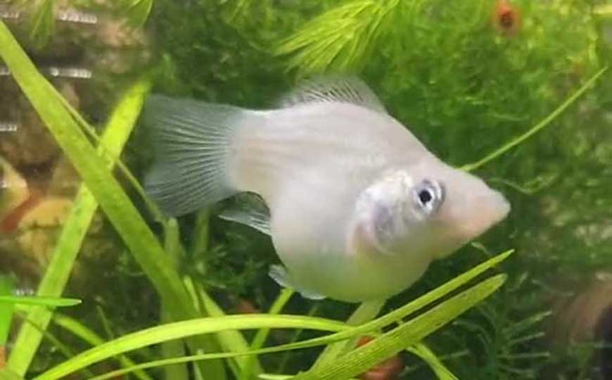 玛丽鱼