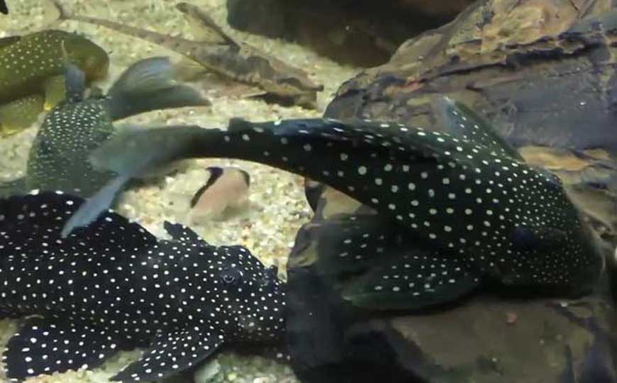 清道夫