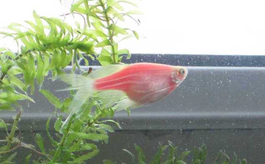 斑马鱼