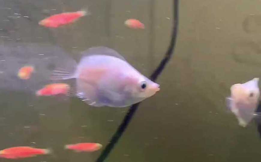 接吻鱼