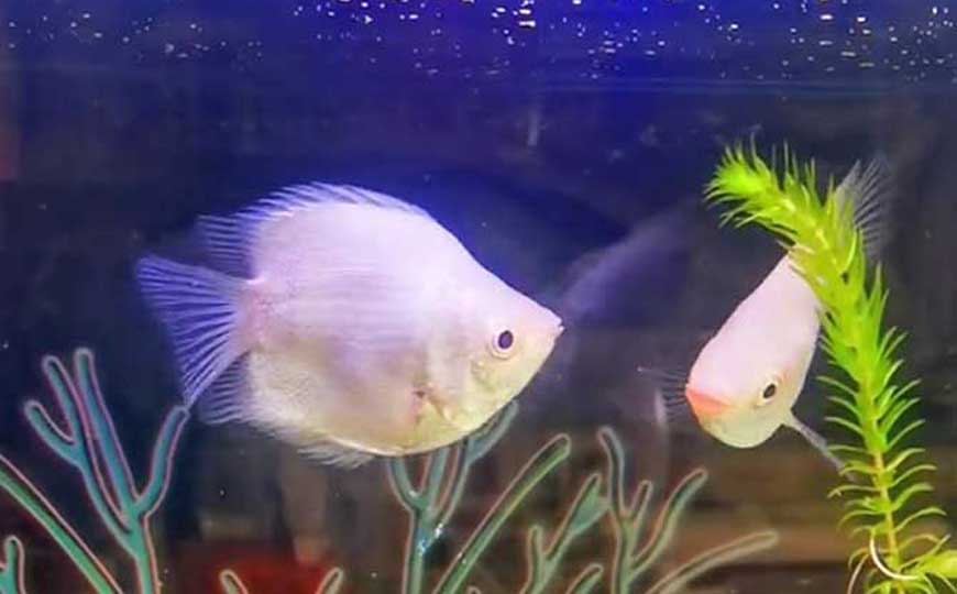 接吻鱼