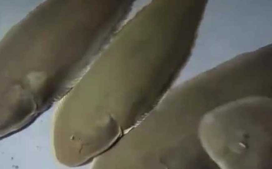 半滑舌鳎