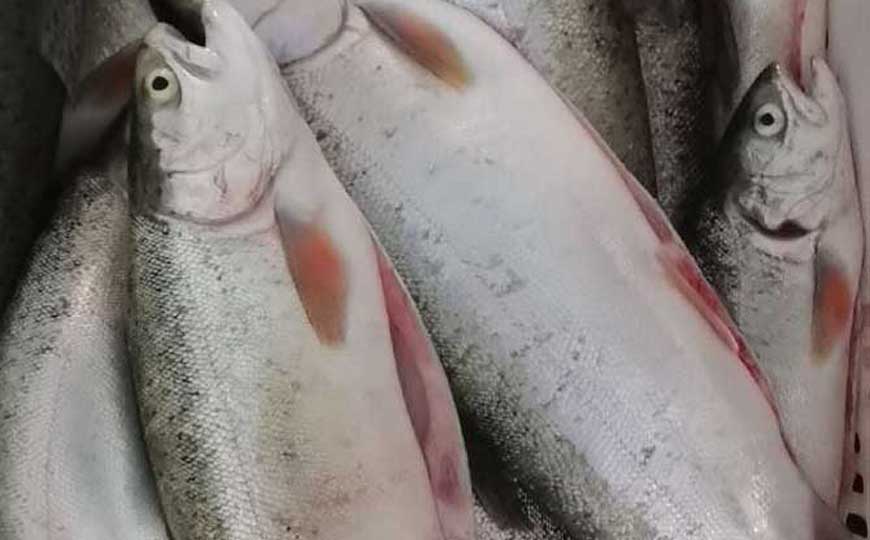 鲑鱼