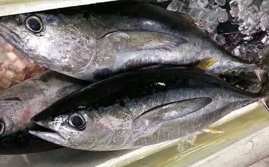 金枪鱼