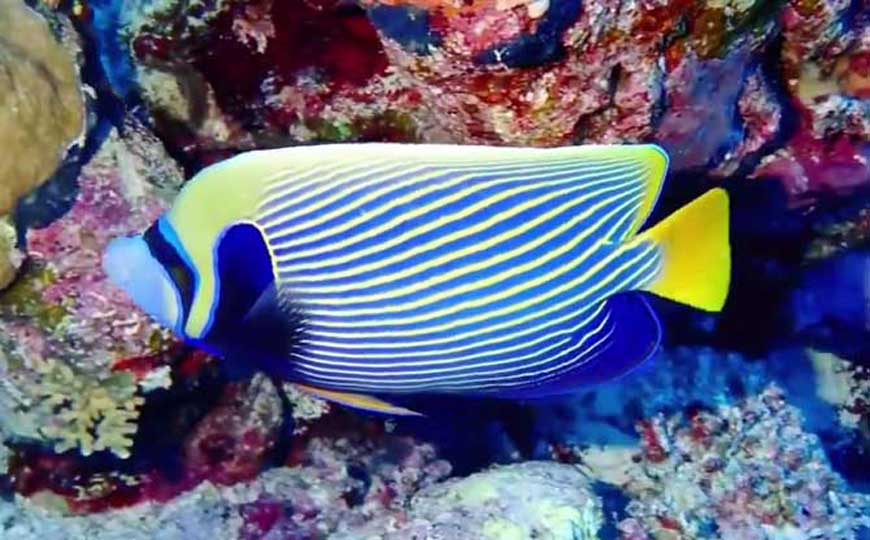 热带海水观赏鱼