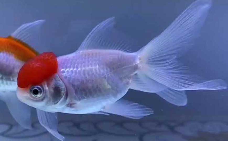 金鱼