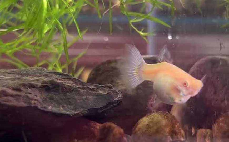 孔雀鱼