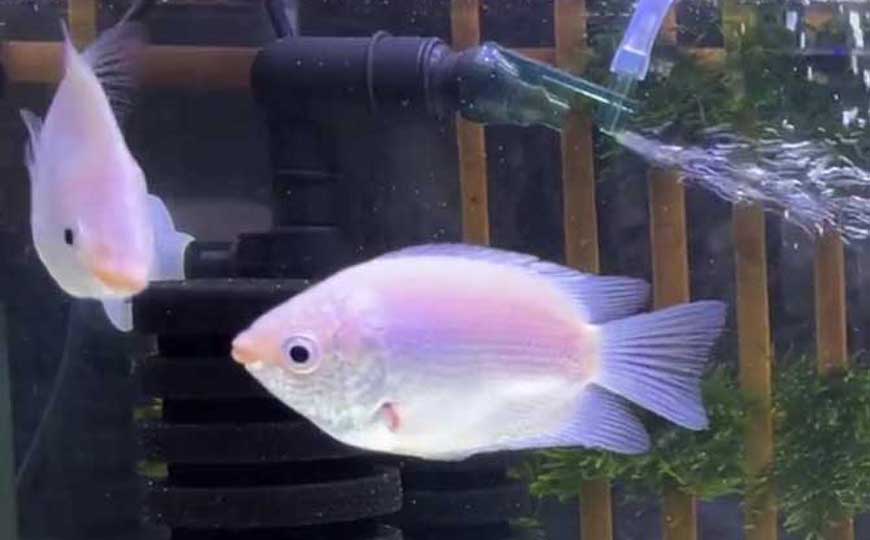 接吻鱼