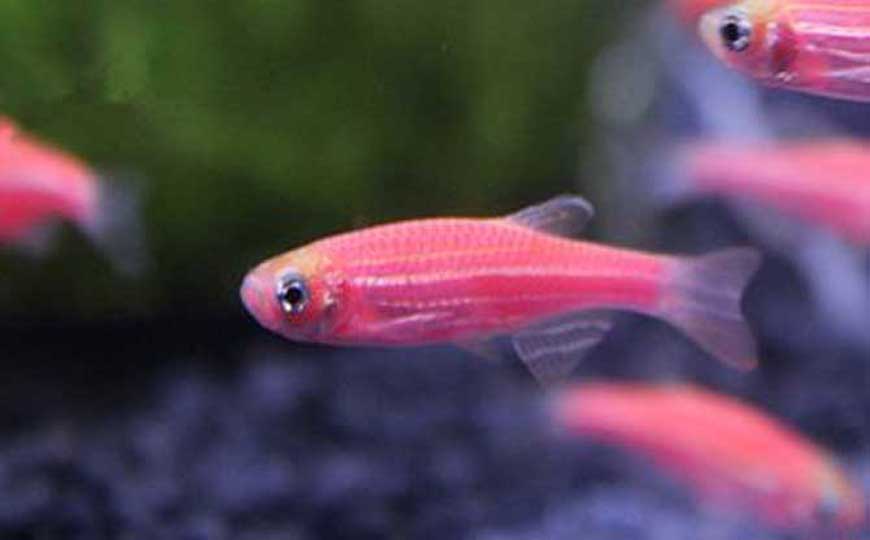 斑马鱼