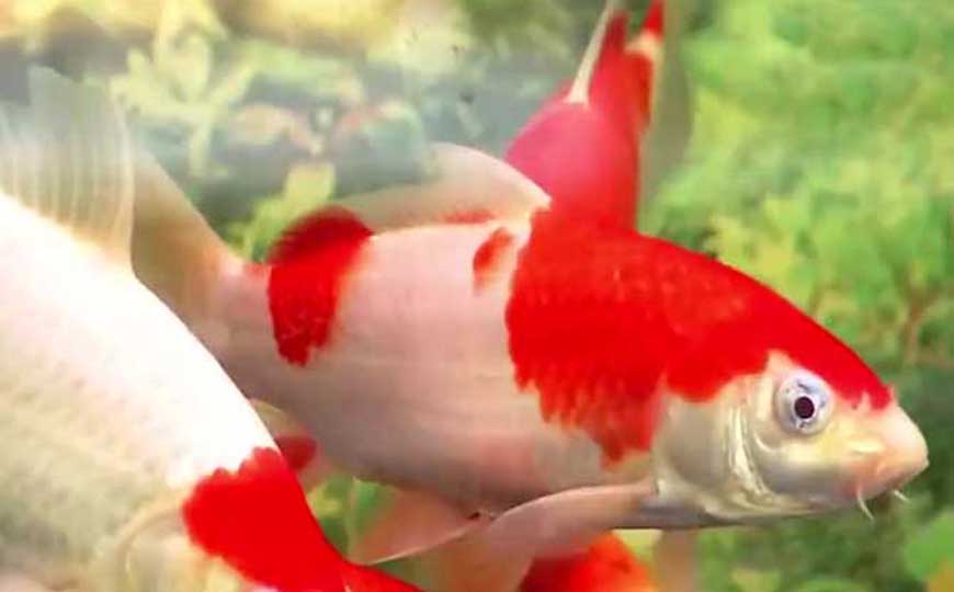 锦鲤