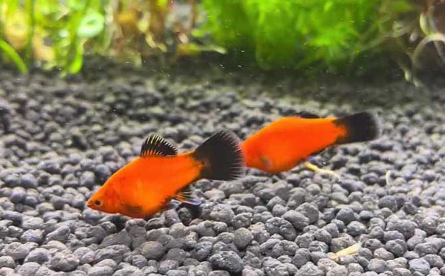 月光鱼