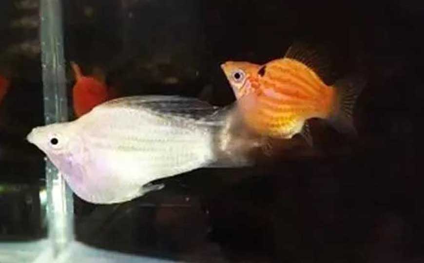 玛丽鱼