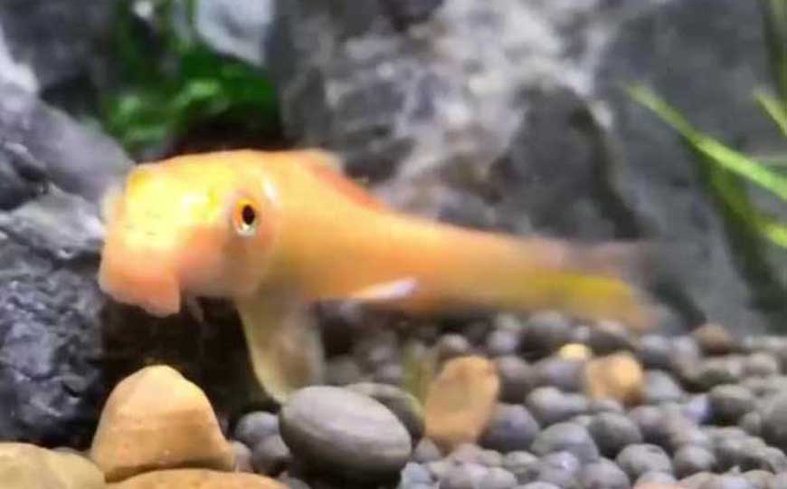 金苔鼠