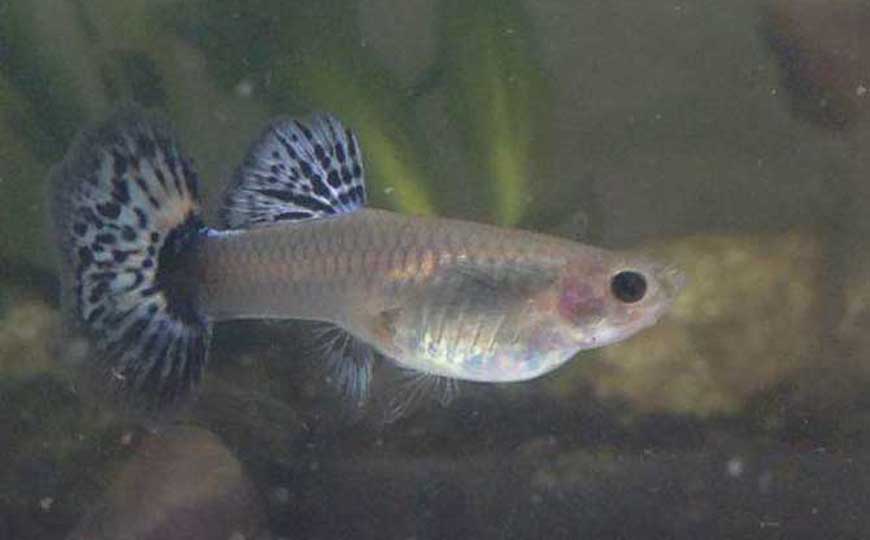 孔雀鱼