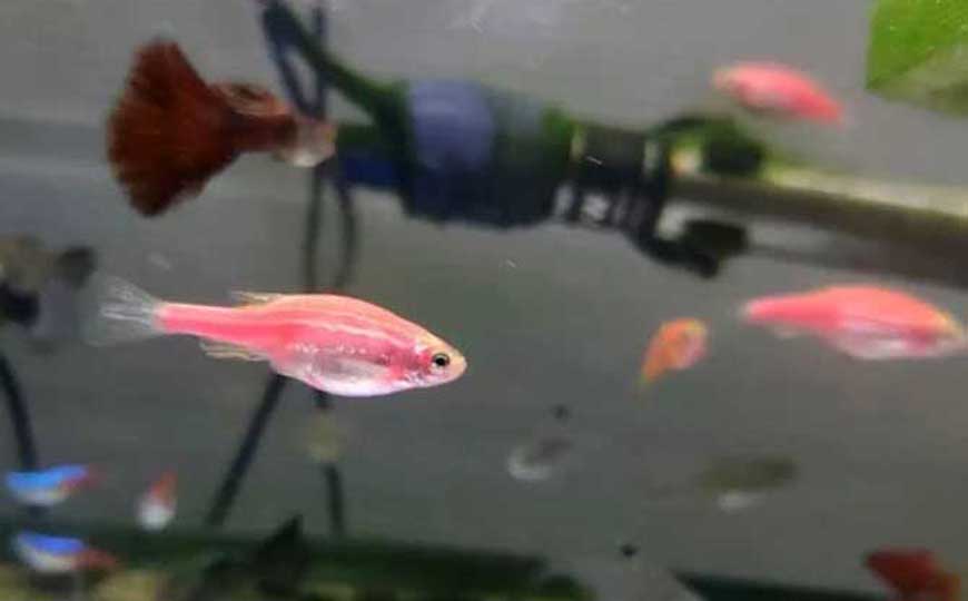 斑马鱼