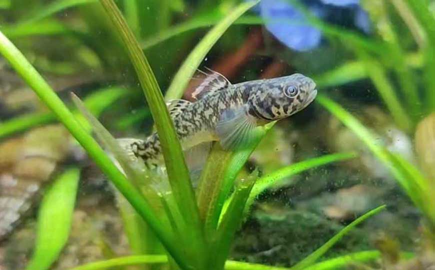 虾虎鱼
