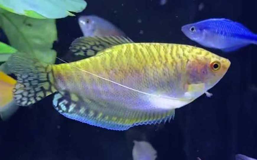 曼龙鱼