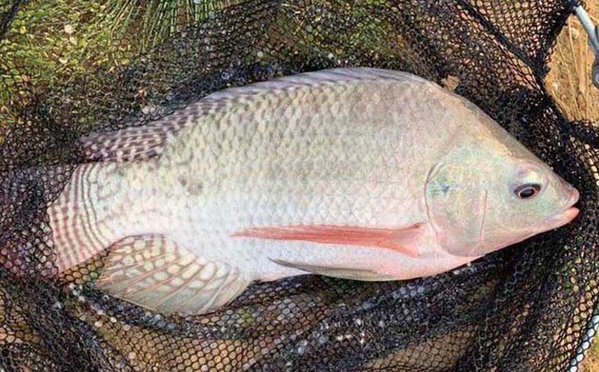 罗非鱼