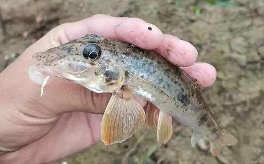 棒花鱼