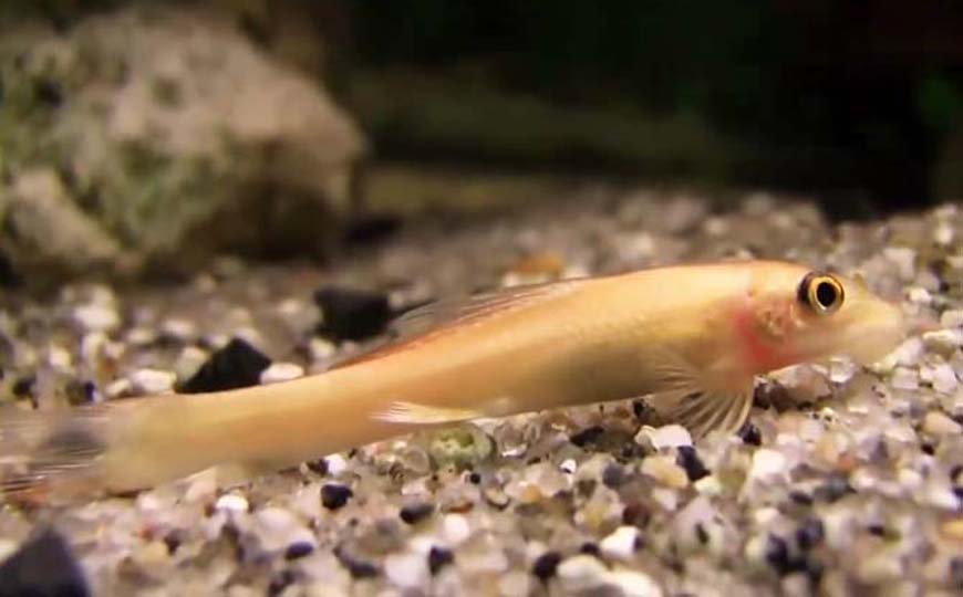 青苔鼠