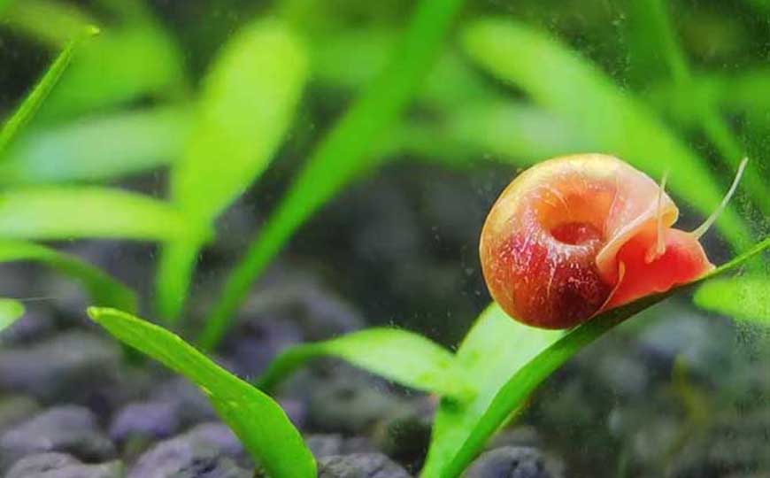 苹果螺