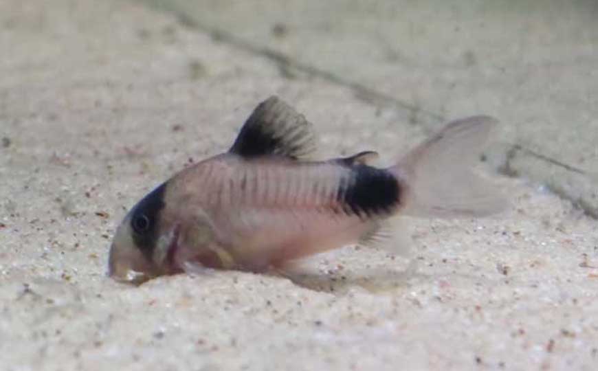 鼠鱼