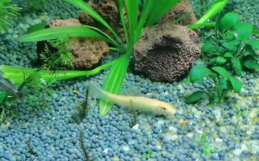 金苔鼠