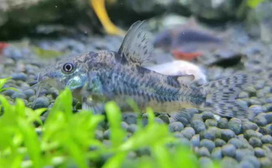 花椒鼠