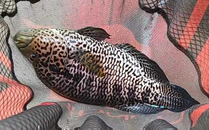 淡水石斑
