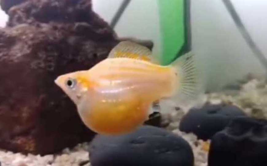 玛丽鱼