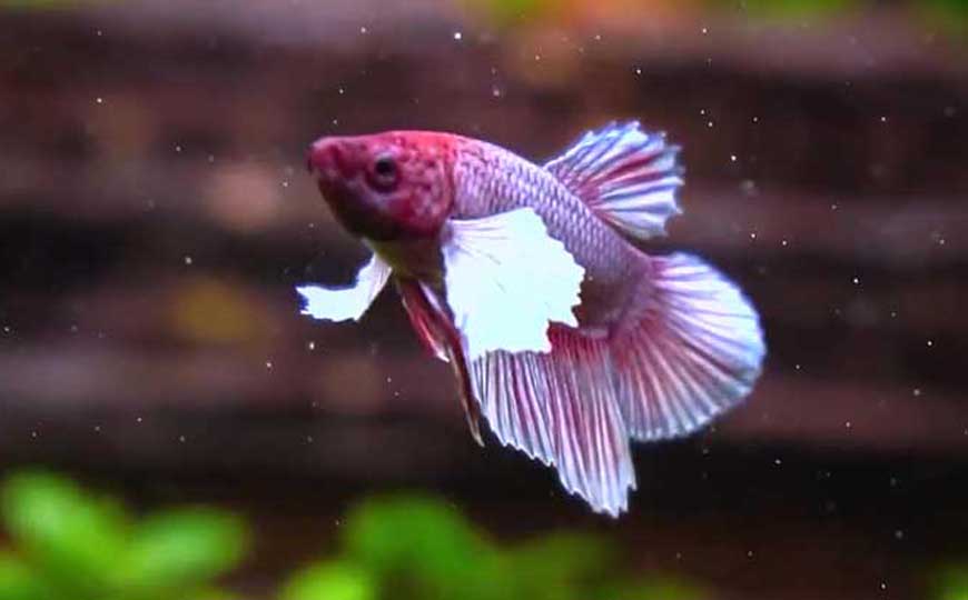 斗鱼