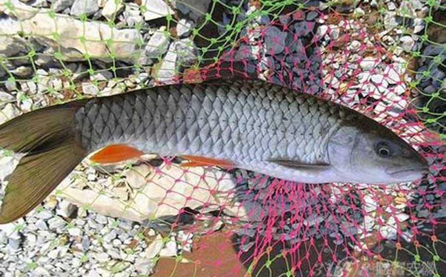 野生鱼
