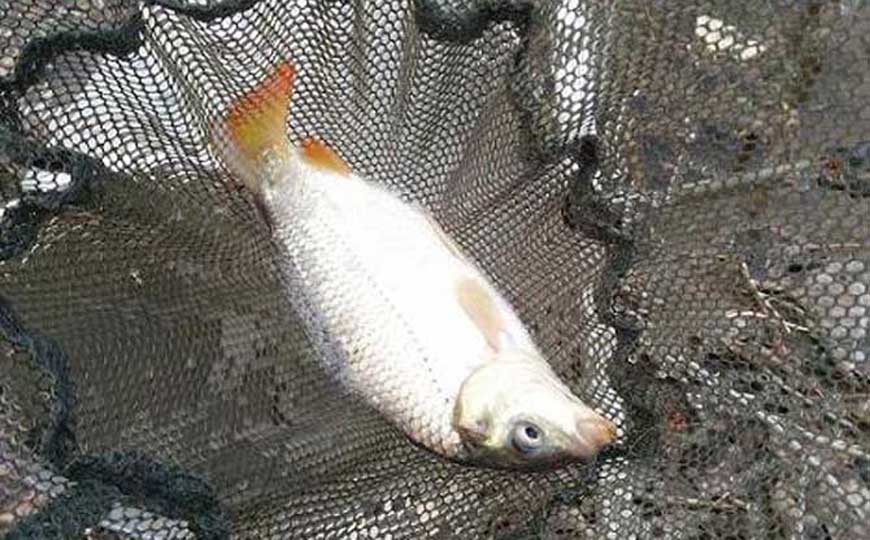 鲤鱼