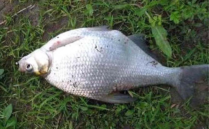鳊鱼