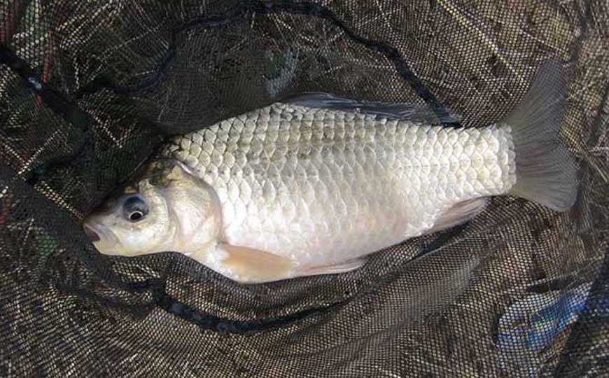 鱼塘养鱼