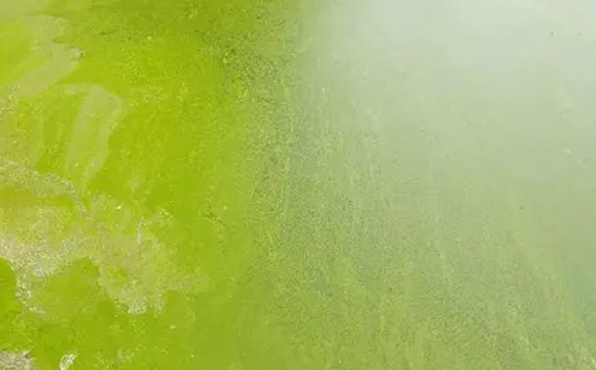 鱼塘